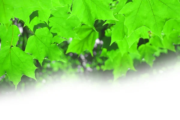 Laub des Sommerahorns auf weißem Hintergrund — Stockfoto