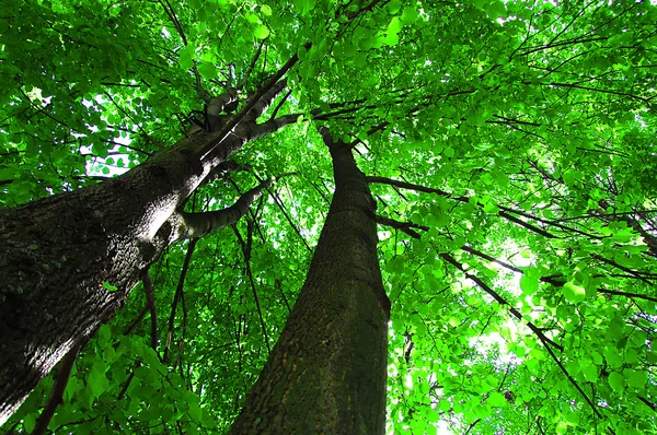 stock image Sunlight in the green forest, summer time