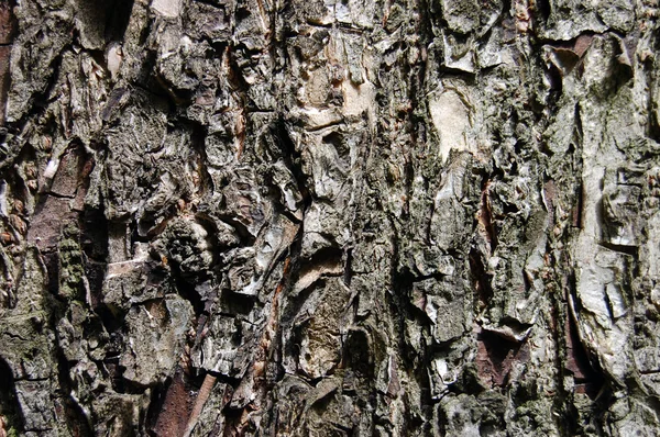 Primer plano de la corteza del viejo fondo del árbol — Foto de Stock