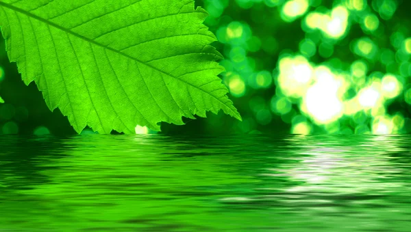 Green leave reflecting in the water — Stock Photo, Image