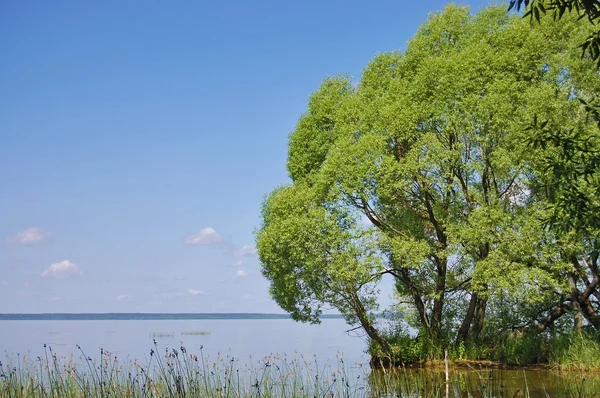 Lago no verão, grama verde, céu azul, reflectio — Fotografia de Stock