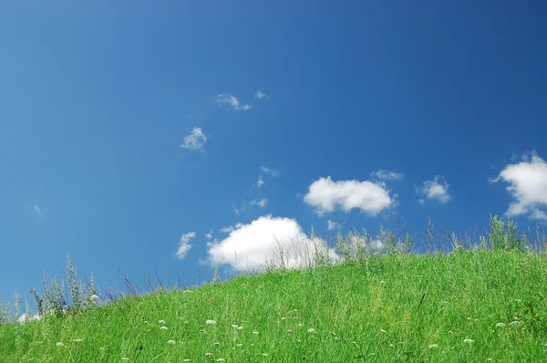 Grama verde, o céu azul e nuvens brancas — Fotografia de Stock