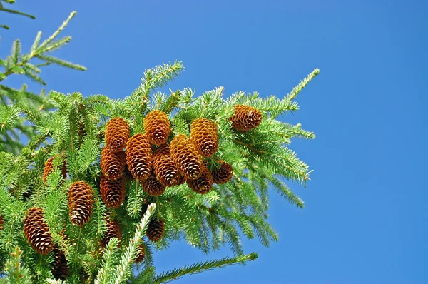 Branch with large fir cones against — Stock Photo, Image