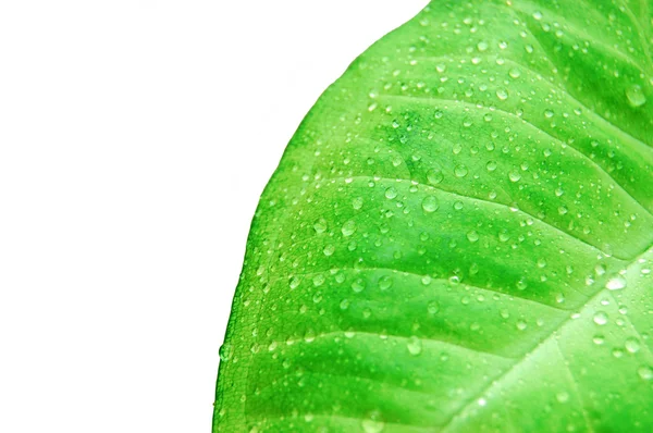 Waterdruppels op verse groene bladeren. — Stockfoto