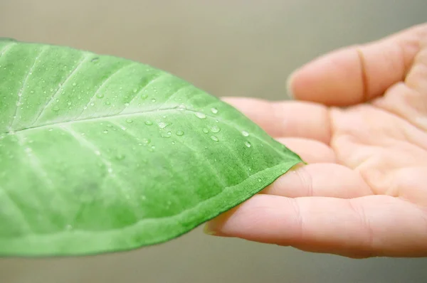 Σταγόνες νερού σε φρέσκα πράσινα φύλλα στο γυναικείο χέρι — Φωτογραφία Αρχείου