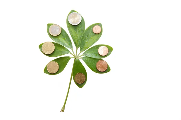 흰색 바탕에 유로 동전과 녹색 잎 — 스톡 사진