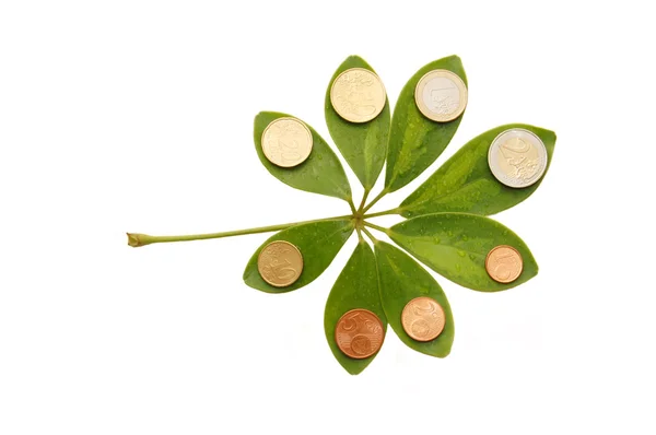 绿色的树叶与欧元硬币上白 — 图库照片