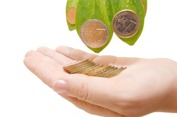Female hand holds leaves and a coins — Stock Photo, Image