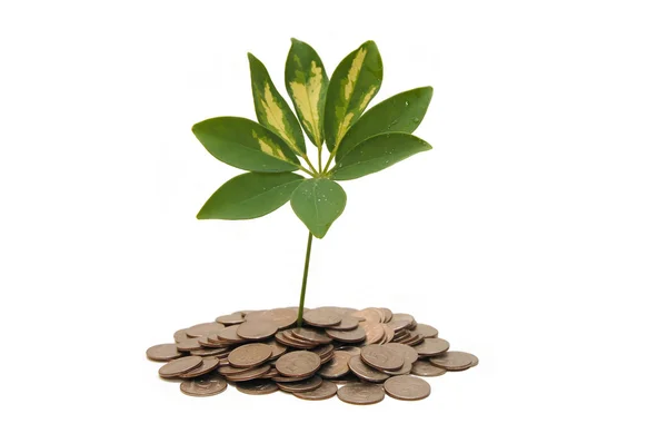 Concept van een plant en een heleboel munten — Stockfoto