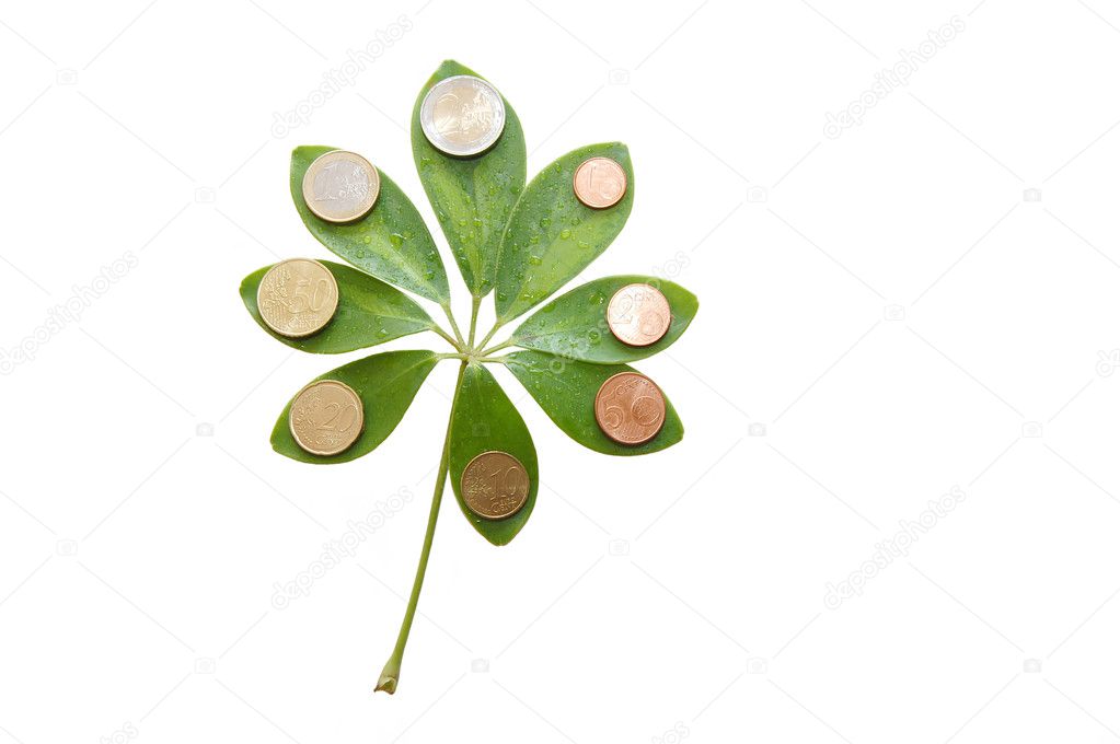 Green leaves with euro coins on white background