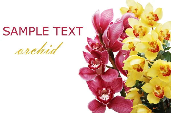 Vacker gren av en färsk orkidé — Stockfoto