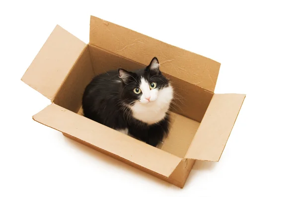 Un precioso gato negro en la caja de cartón — Foto de Stock