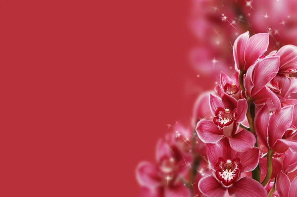 美科的新鲜兰花 — 图库照片