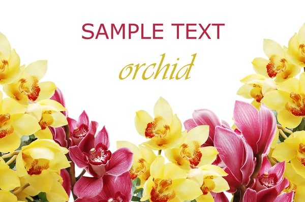 Bello ramo di un'orchidea fresca — Foto Stock