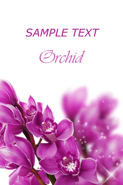 Piękne oddział orchidea — Zdjęcie stockowe