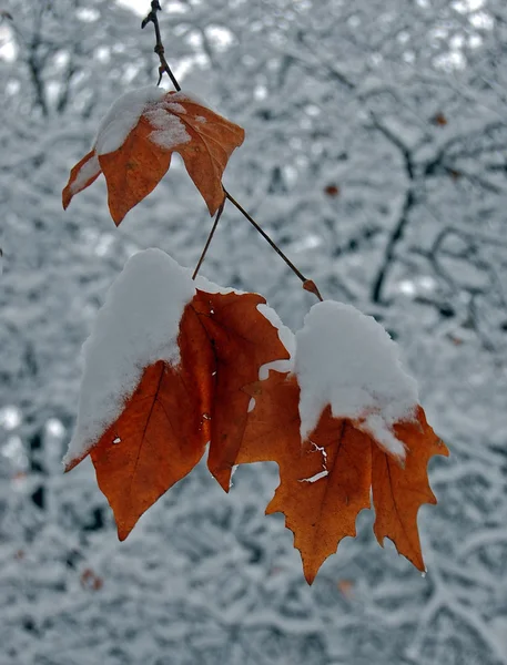 雪覆盖着的一片枫叶 — 图库照片