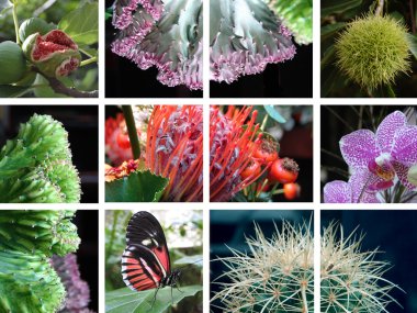 Compositions of nature clipart