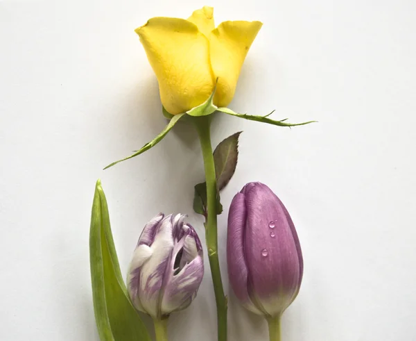 Spring flowers: tulips isolated and rose — Stock Photo, Image