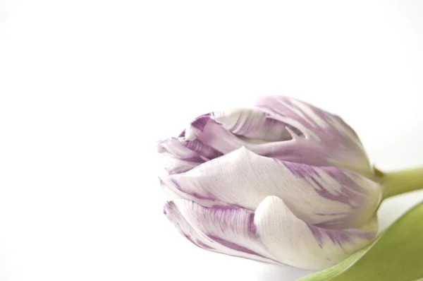 Våren blommor: tulip isolerade — Stockfoto