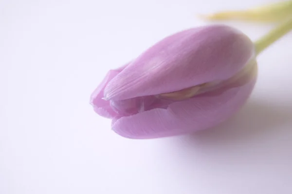 春の花: チューリップの分離 — ストック写真