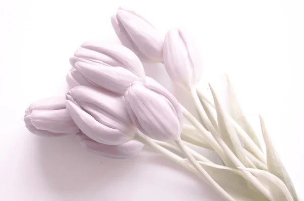 Fiori primaverili: tulipani isolati — Foto Stock