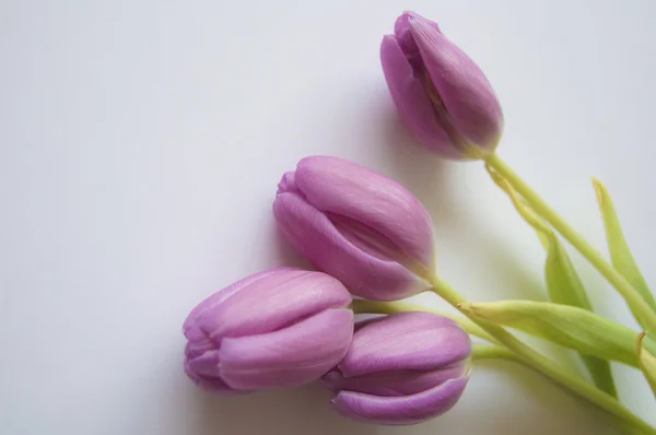 Våren blommor: tulpaner isolerade — Stockfoto