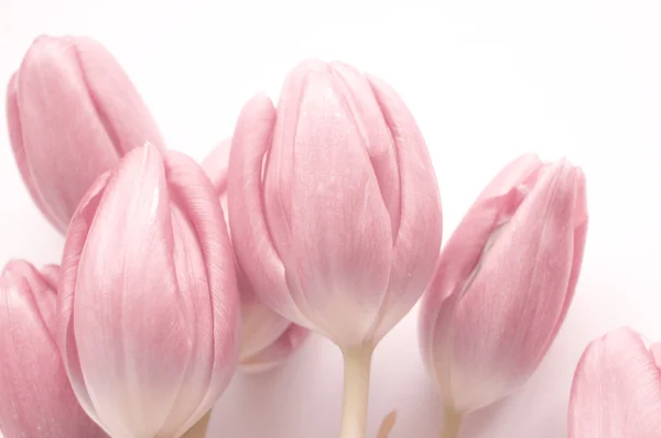 Flores de primavera: tulipanes aislados — Foto de Stock