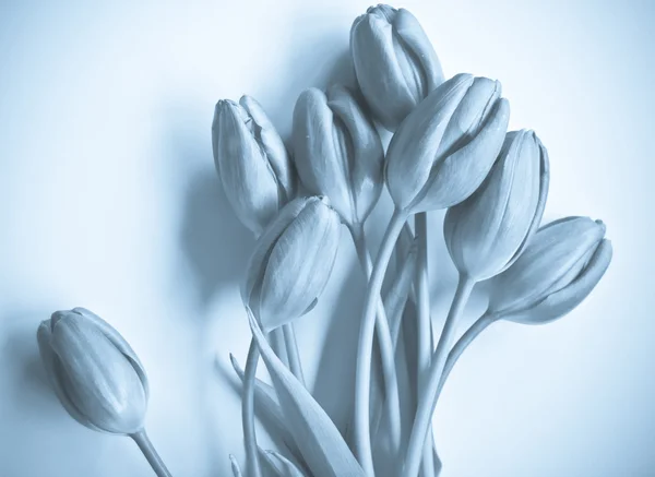 Våren blommor: tulpaner isolerade — Stockfoto