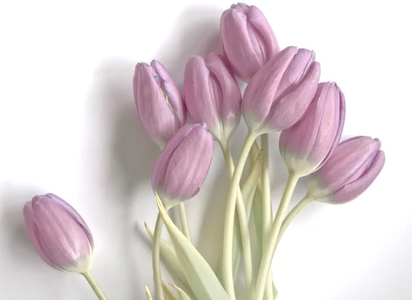 春天的花朵: 郁金香孤立 — 图库照片