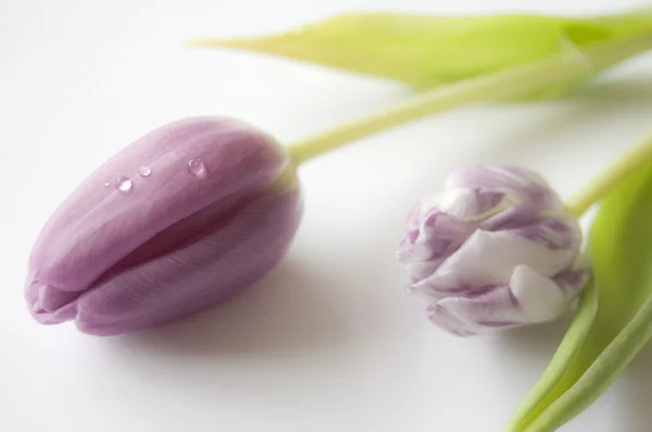 Wiosna kwiaty: tulipany pojedyncze — Zdjęcie stockowe