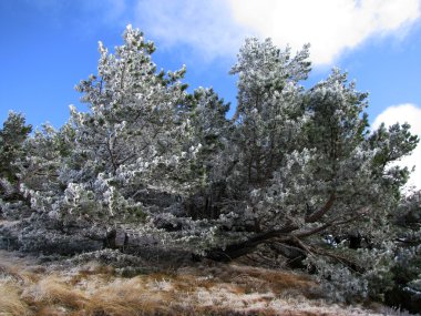 mountine ağacı