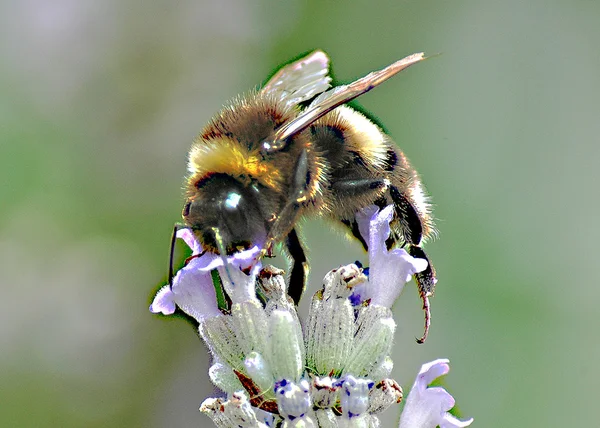 Foglalt méh Stock Fotó