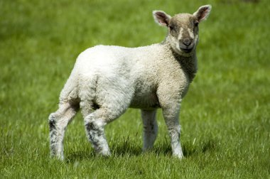 Lamb clipart