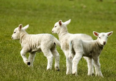 Spring lambs clipart