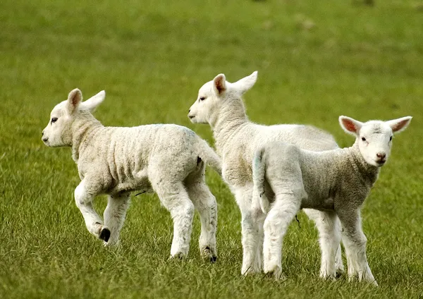 stock image Spring lambs