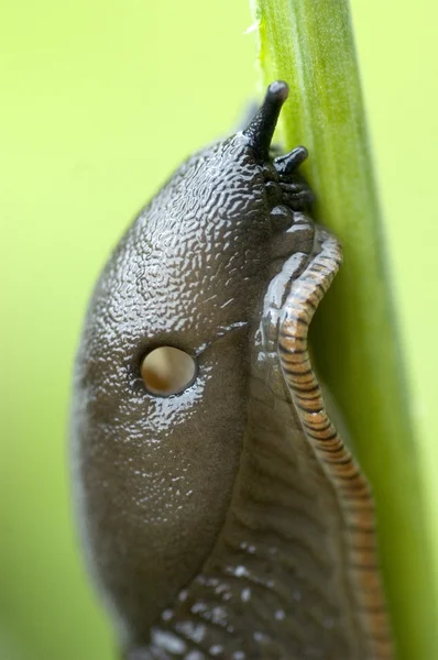 Slug — Stock Photo, Image