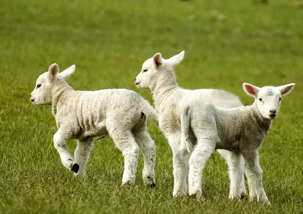 Tavaszi bárányok Jogdíjmentes Stock Fotók