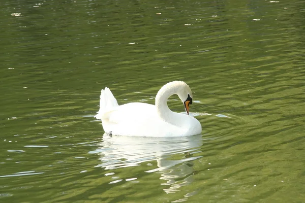 stock image White swan