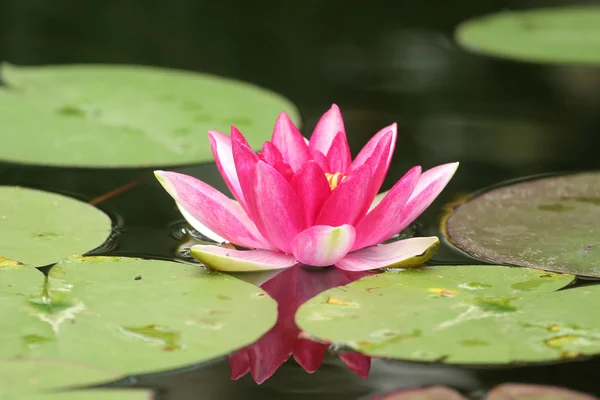 stock image Red lily