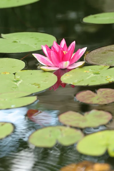 stock image Red lily