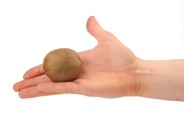 stock image Kiwi in hand