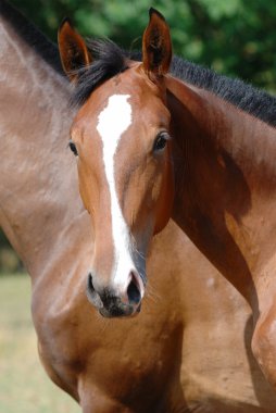 Young thoroughbred horse clipart