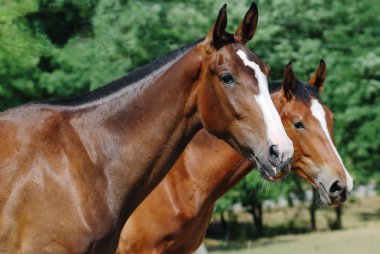 Two young thoroughbred horses clipart