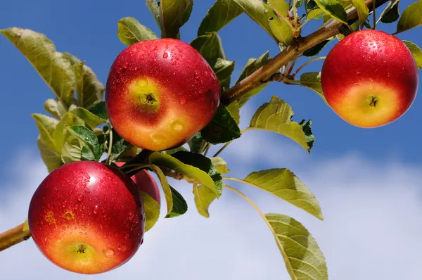 Λαμπερό μήλα σε ένα μήλο οπωρώνα — Φωτογραφία Αρχείου