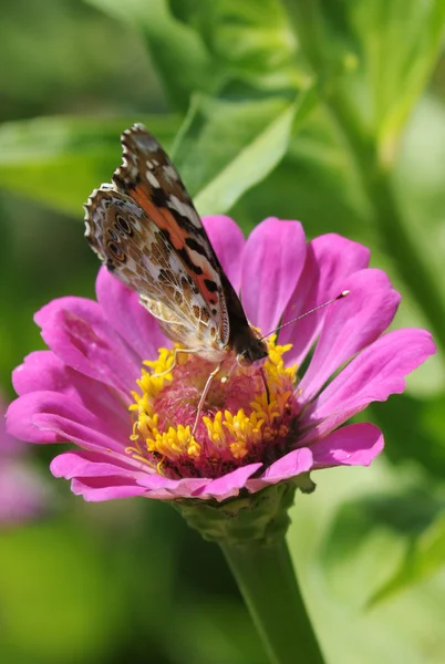 stock image Butterfly on flower