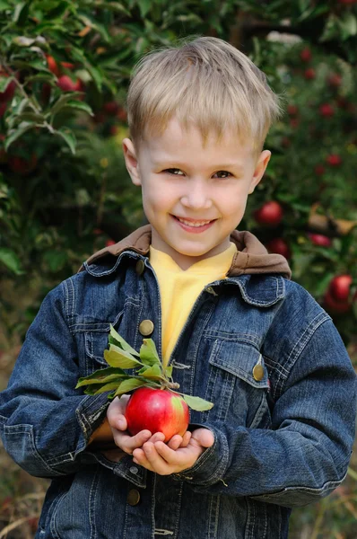 Carino ragazzo nel frutteto di mele — Foto Stock