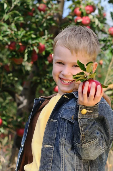 Lindo chico en huerto de manzana — Foto de Stock