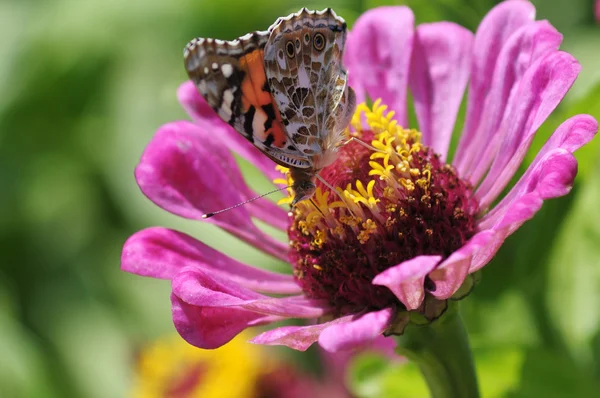 stock image Butterfly on flower