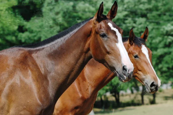 Dos jóvenes caballos de pura raza — Foto de Stock