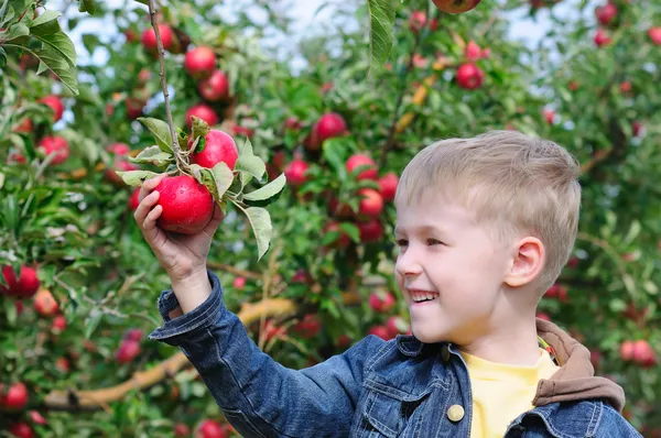 Schattige jongen in het apple orchard Stockfoto